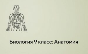 Биология 9 класс: Анатомия